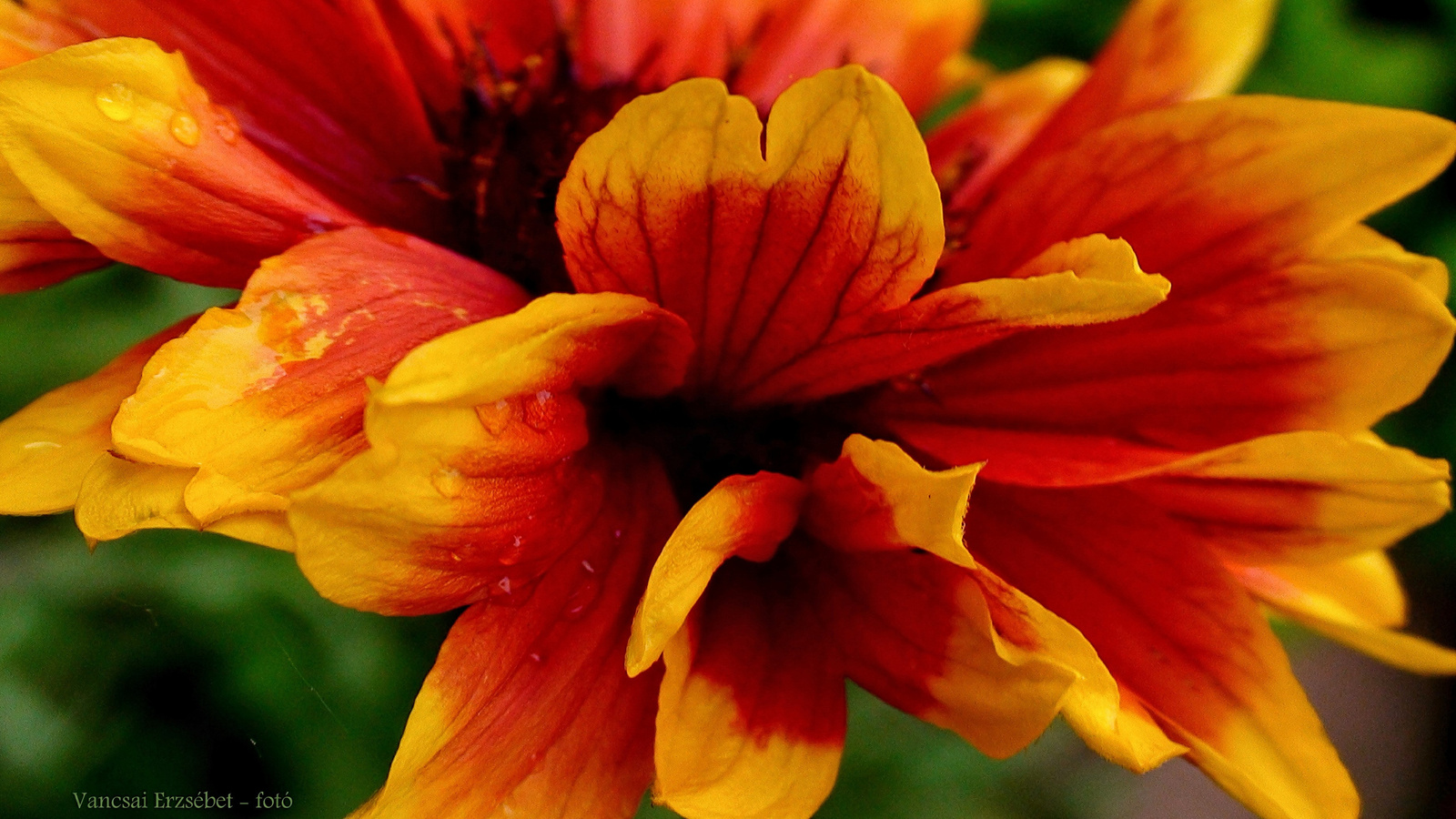 Virág részlet Narancsszín