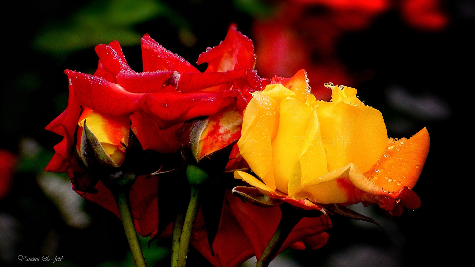 Cseppes kétszínű rózsák