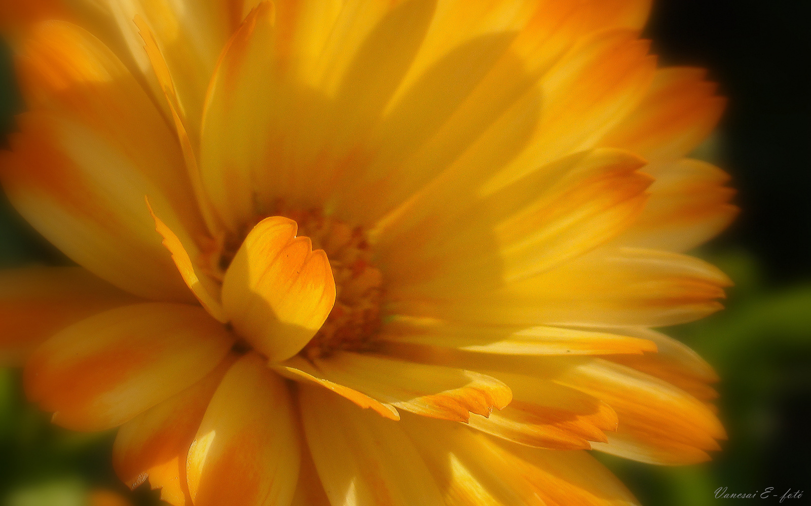 Szeptember végi sárga virág