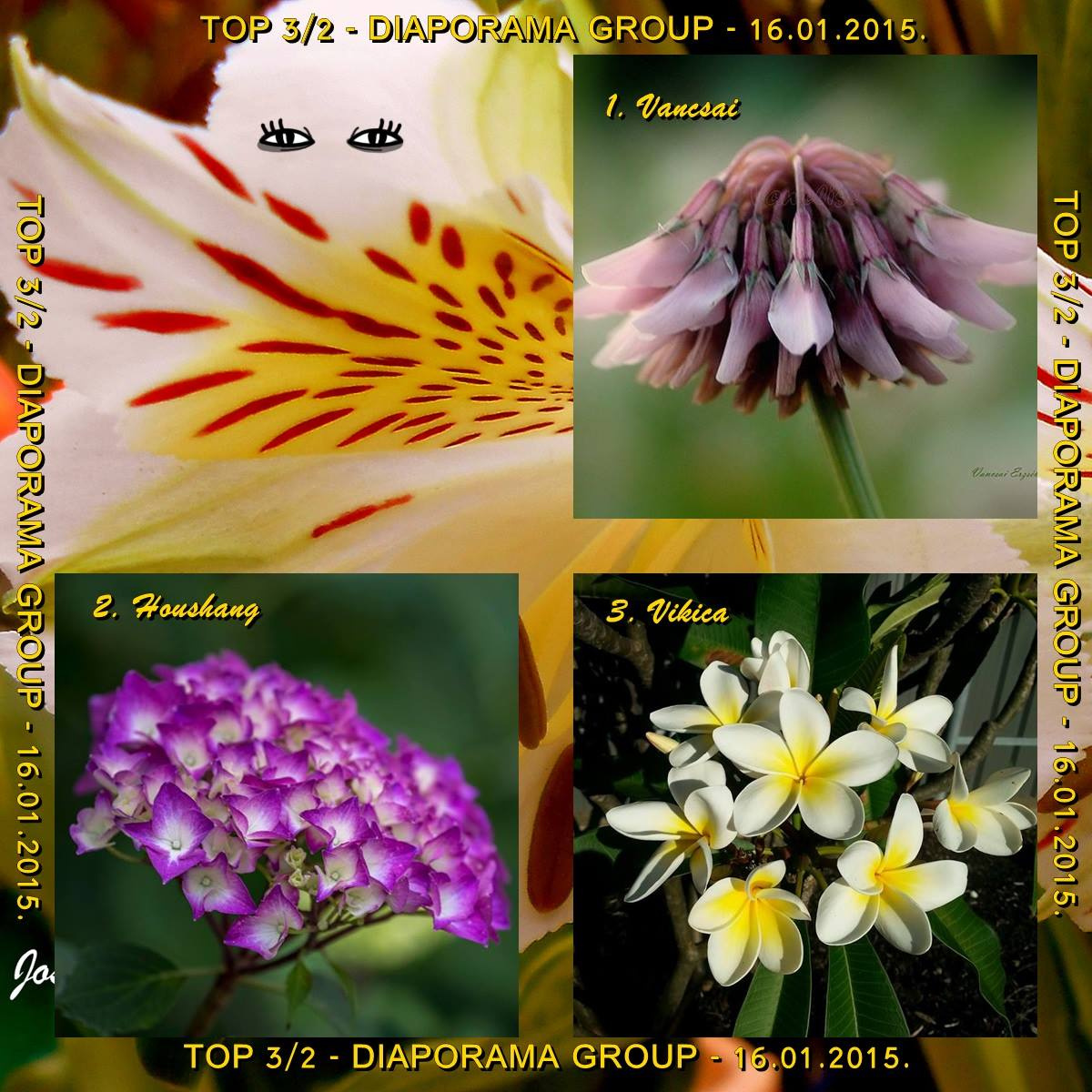 Mezei virágom a top 5 között - 2015.01.16.