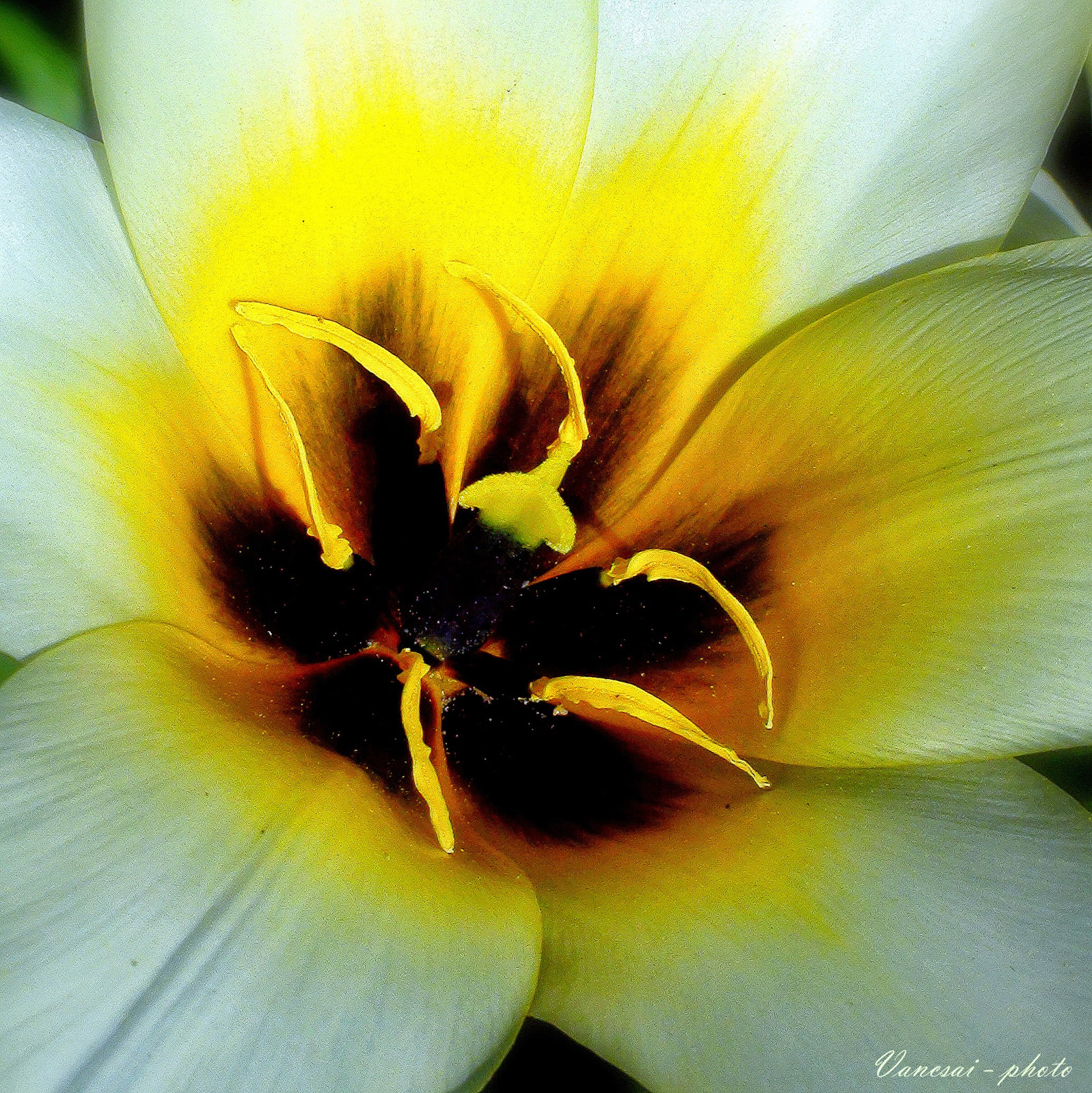 Fehér tulipán makrófotó