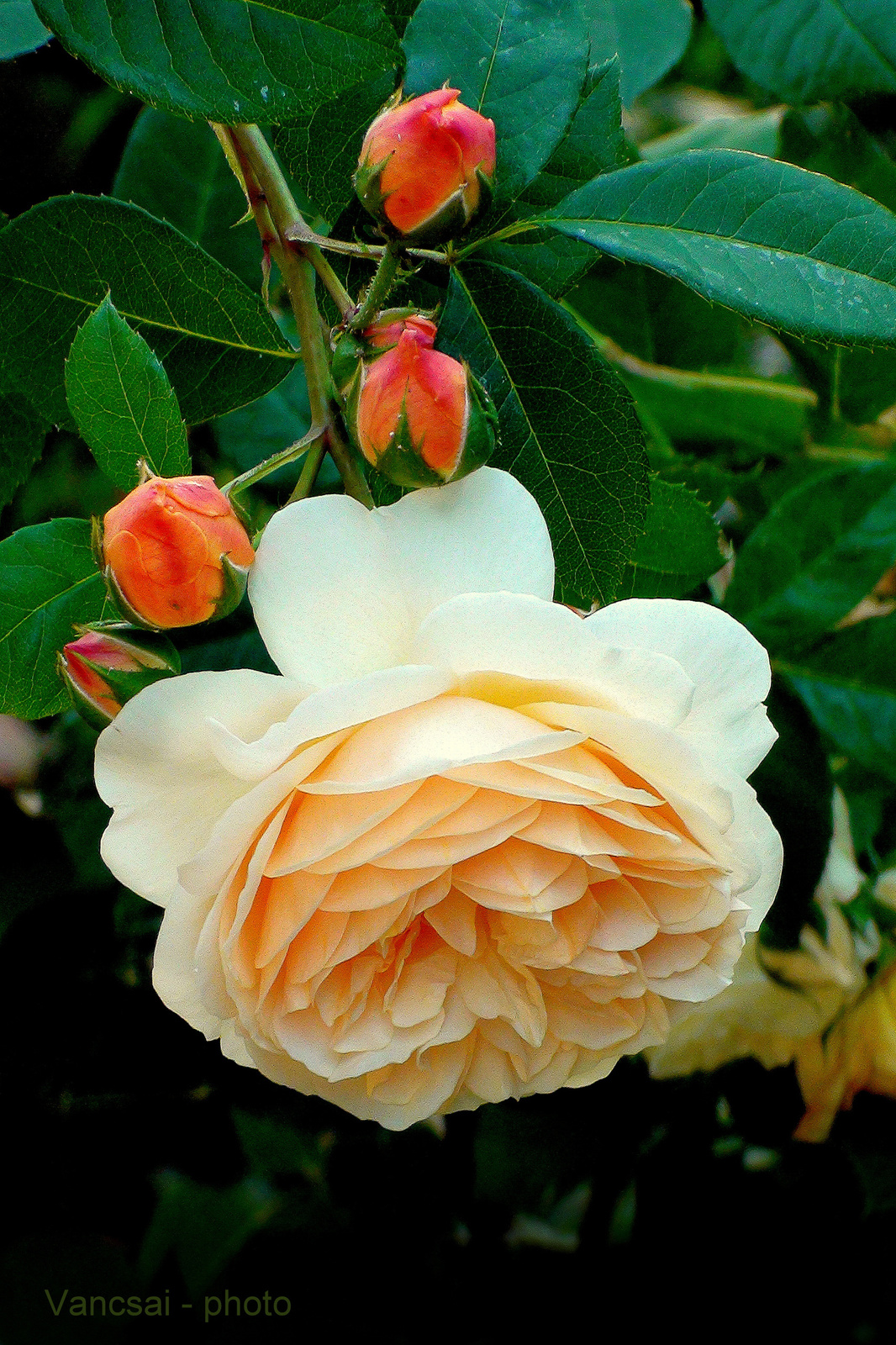 Csüngő sárga rózsa. 2.