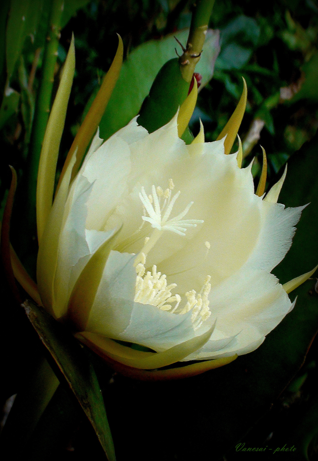 Fehér kaktusz virág - egyes