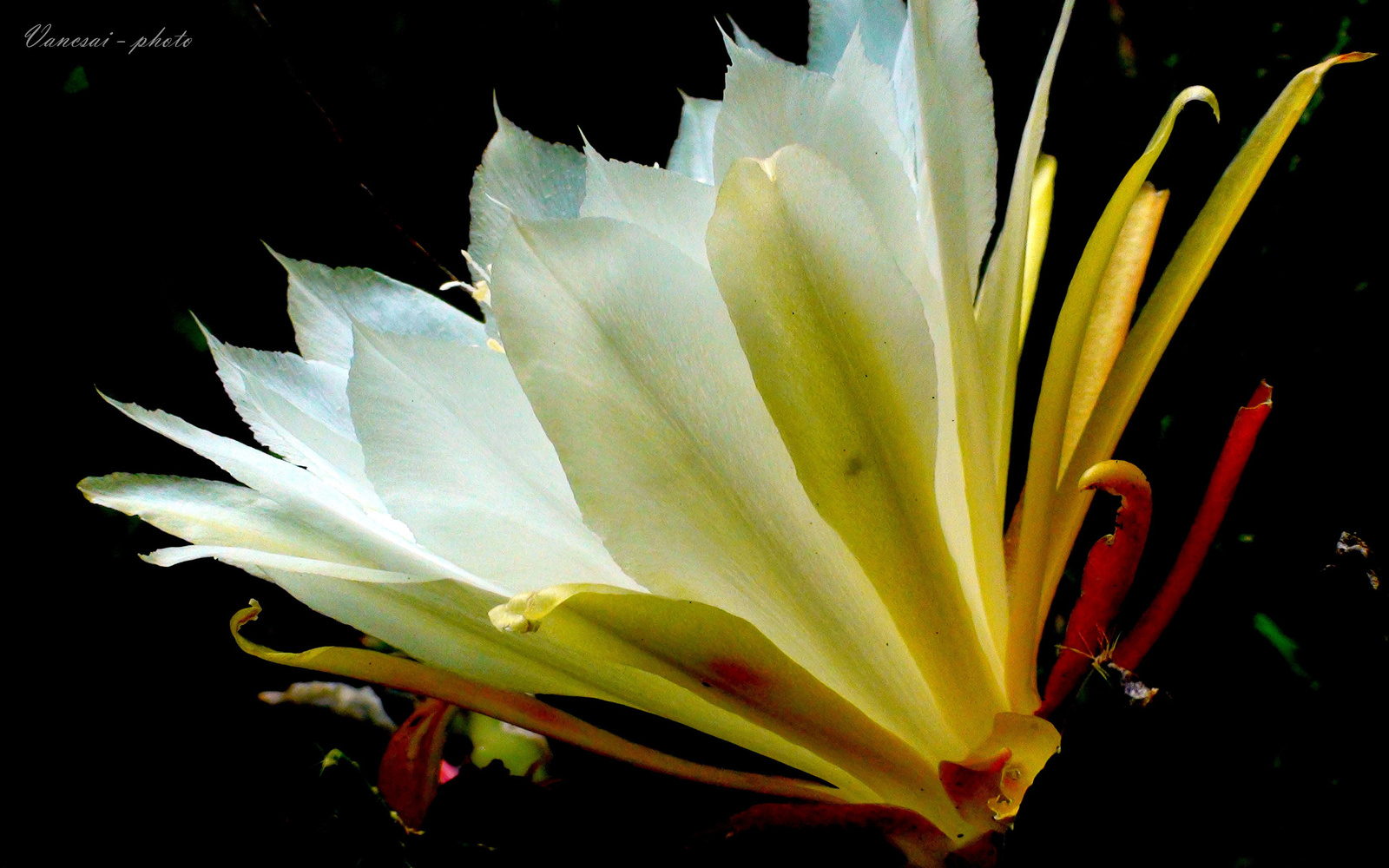 Fehér kaktusz virág oldalnézet