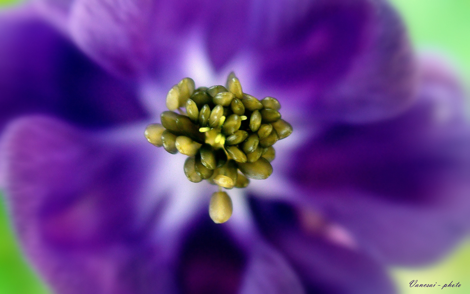 Lila virág - makró