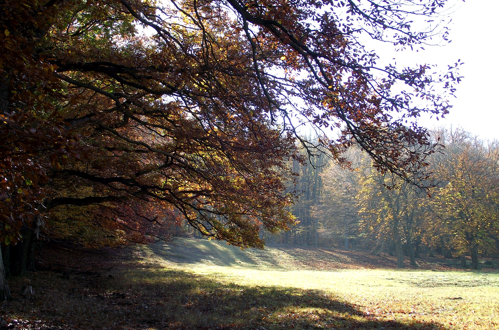 nyújtózkodó