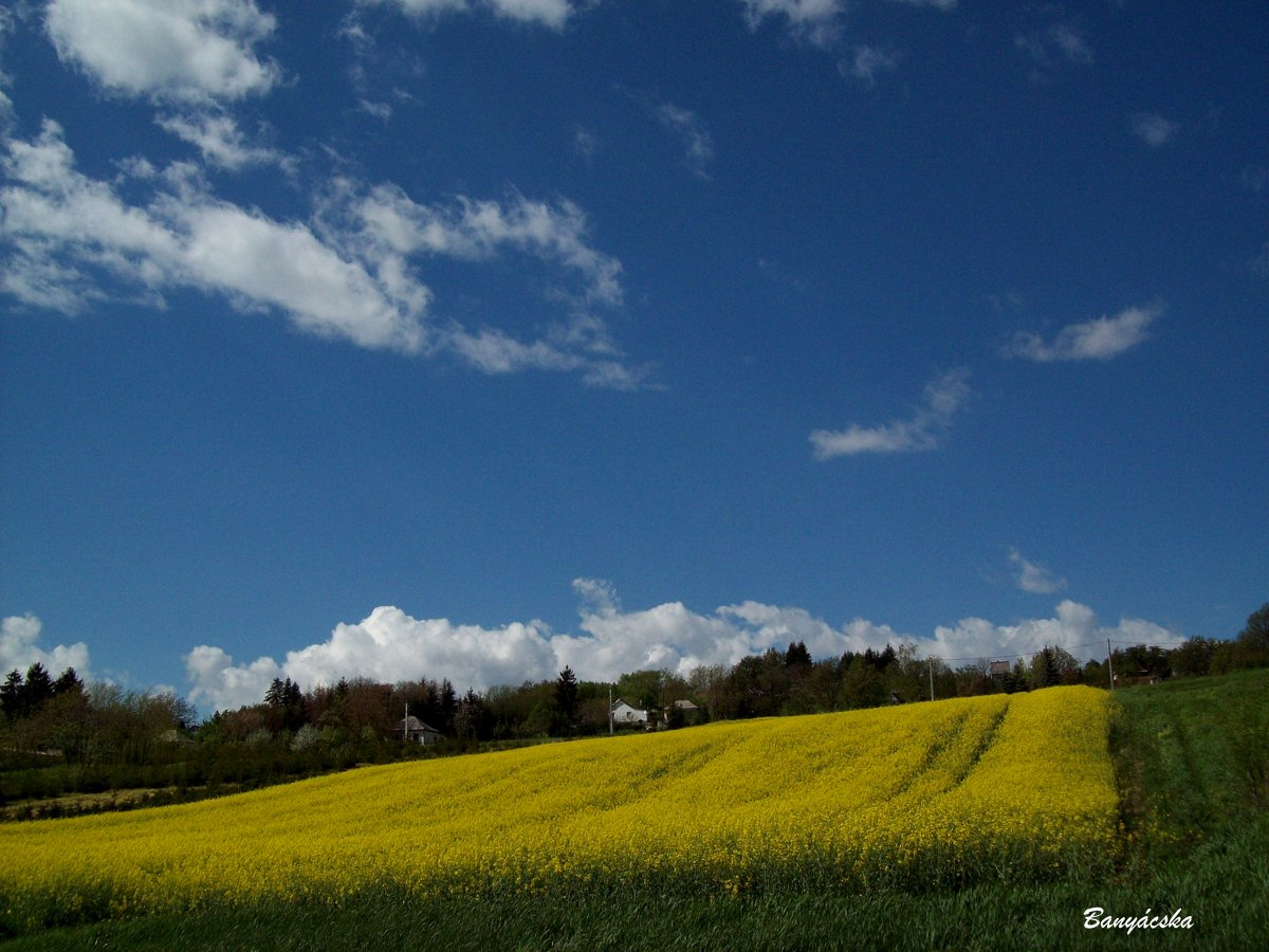 Repce mező 1