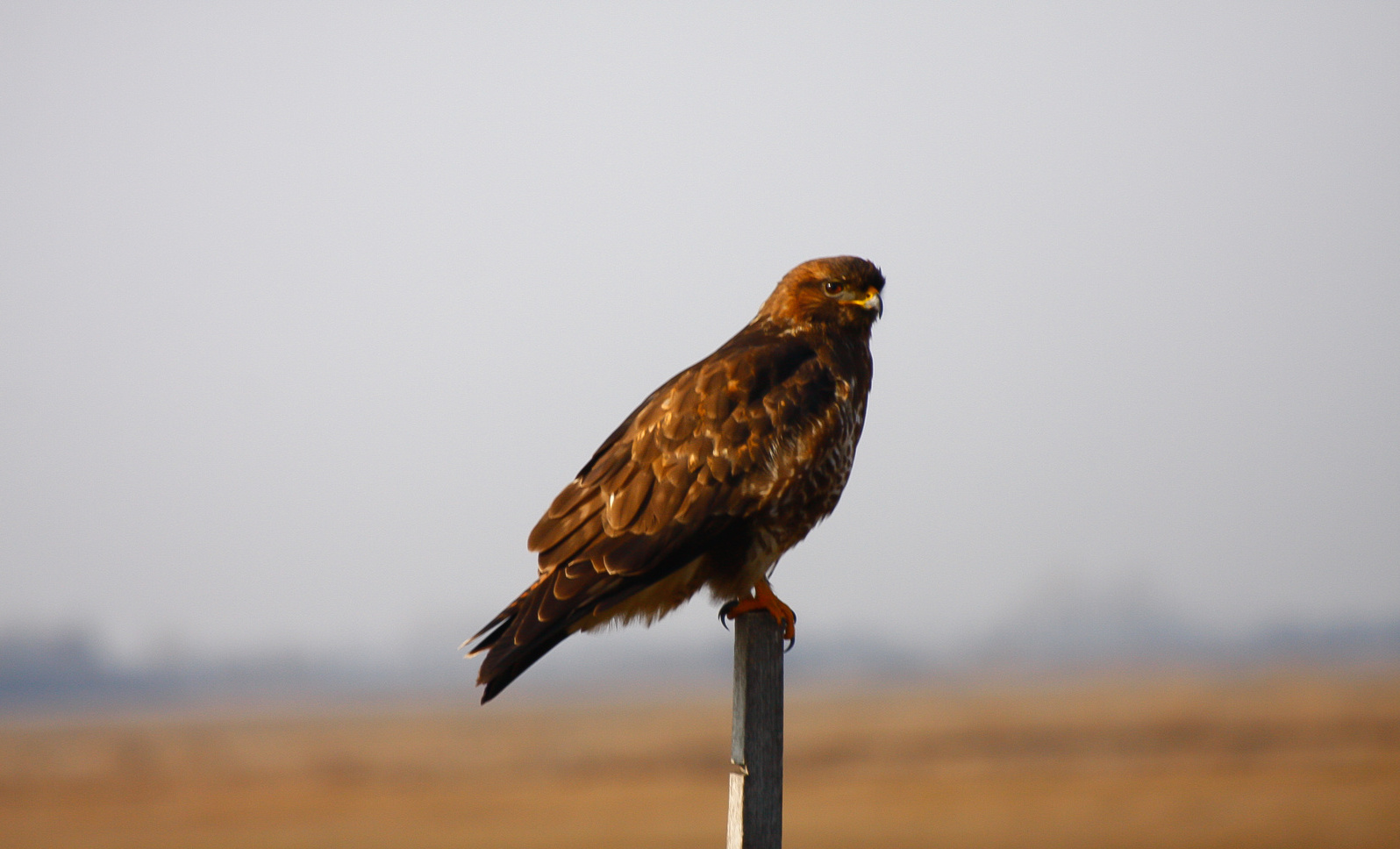 Buteo buteo