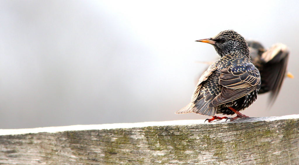 Seregély (Sturnus vulgaris)