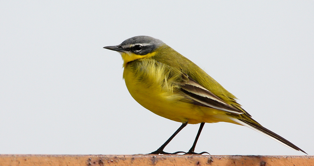 Sárga billegető (Motacilla flava)