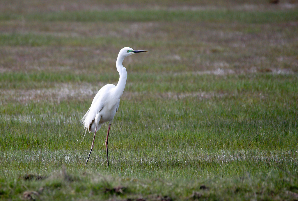 Egretta alba