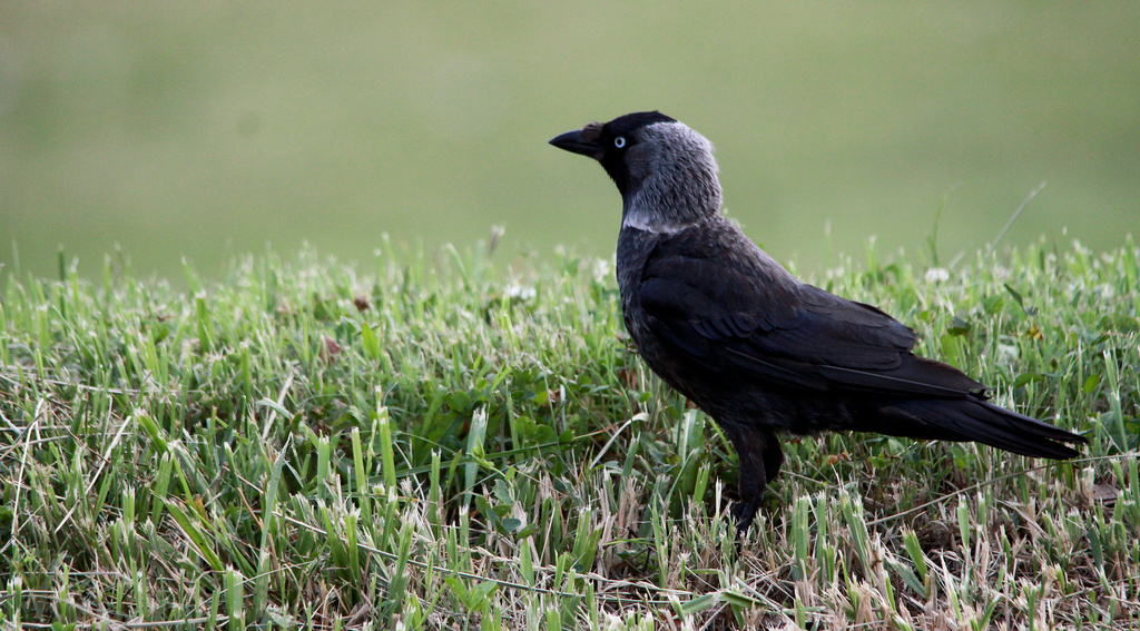 Csóka (Corvus monedula)