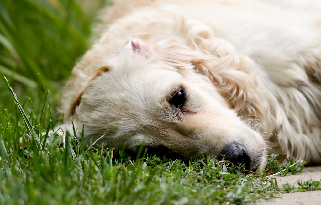 Pihenő golden retriever