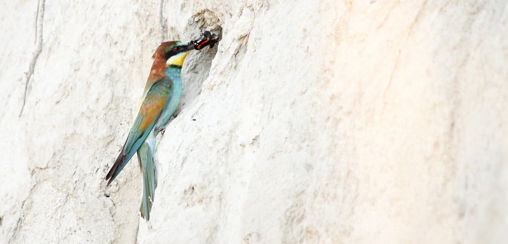 Gyurgyalag (Merops apiaster) European Bee-eater