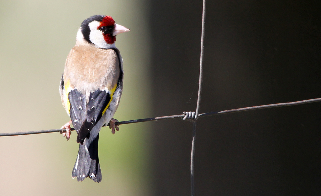 Tengelic (Carduelis carduelis)