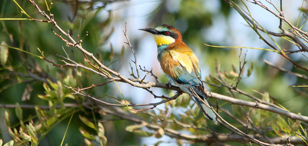 Gyurgyalag (Merops apiaster) European Bee-eater