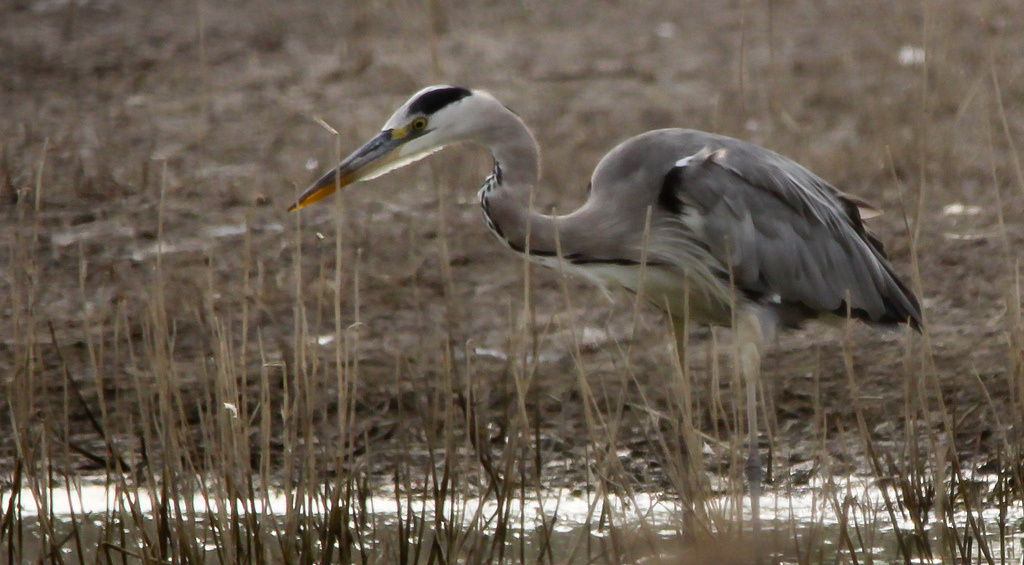 Szürkegém (Ardea cinerea) Grey Heron