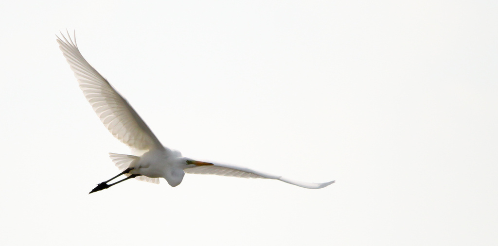 Nagy kócsag (Ardea alba) Great White Egret