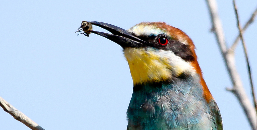 Gyurgyalag (Merops apiaster) European Bee-eater