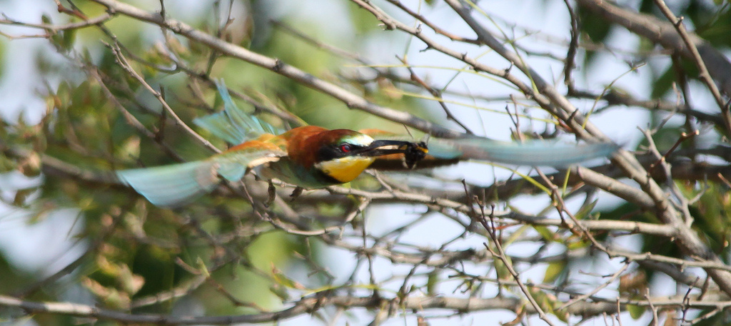 Röptében, zsákmánnyal --- Gyurgyalag (Merops apiaster) European 