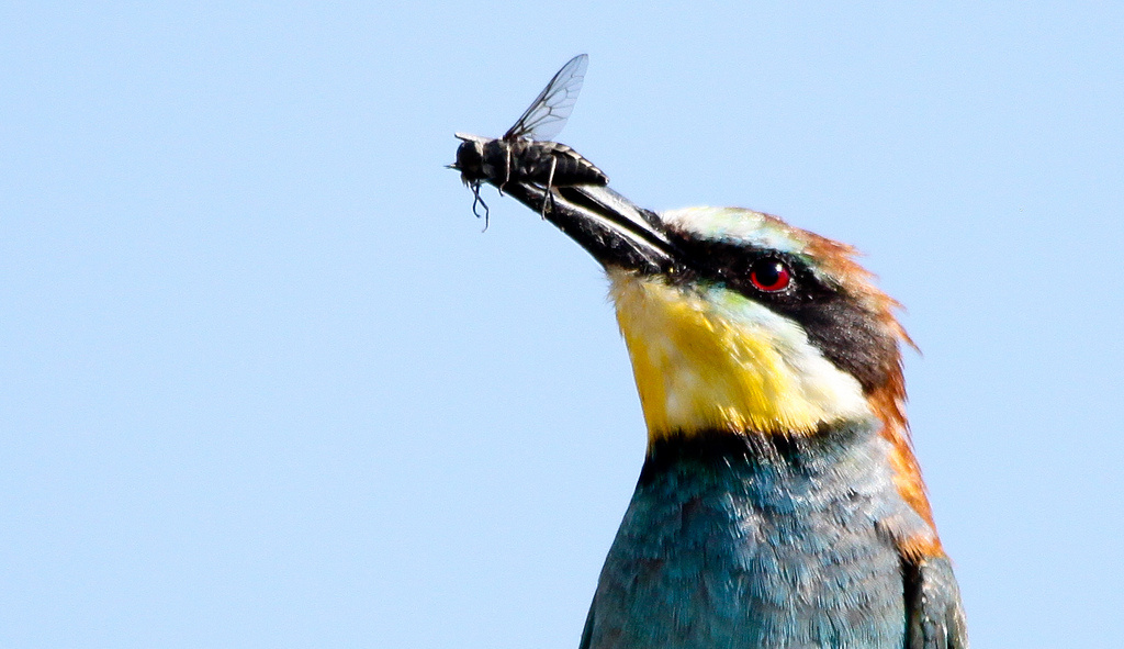 Gyurgyalag (Merops apiaster) European Bee-eater