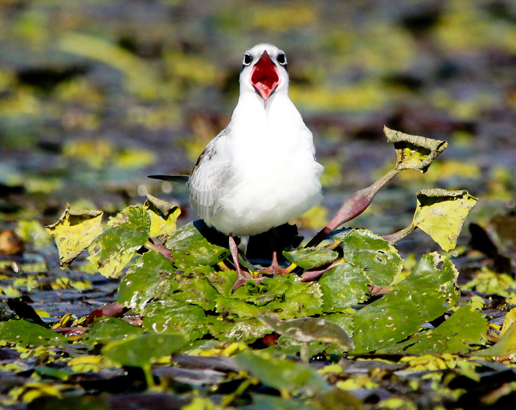 Éhes fattyúszerkő fióka (Chlidonias hybridus)