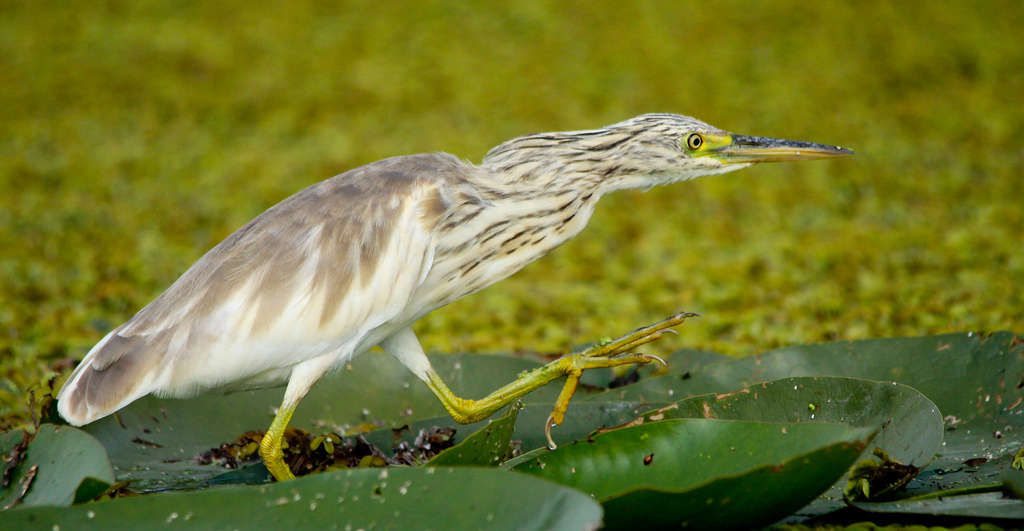 Üstökösgém (Ardeola ralloides) Squacco Heron