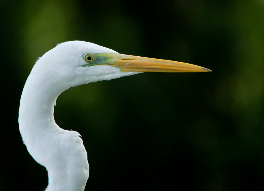 Gyönyörű nagy kócsag (Egretta alba)