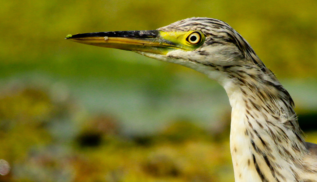 Üstökösgém (Ardeola ralloides) Squacco Heron