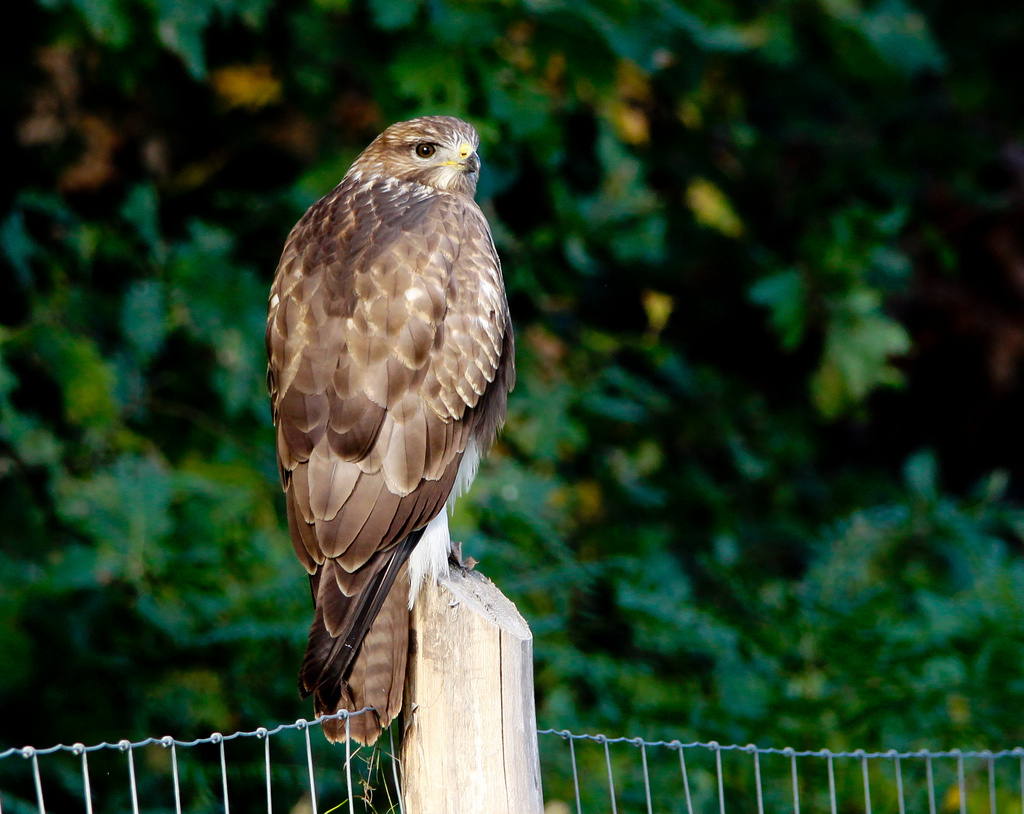 Egerészölyv (Buteo buteo)