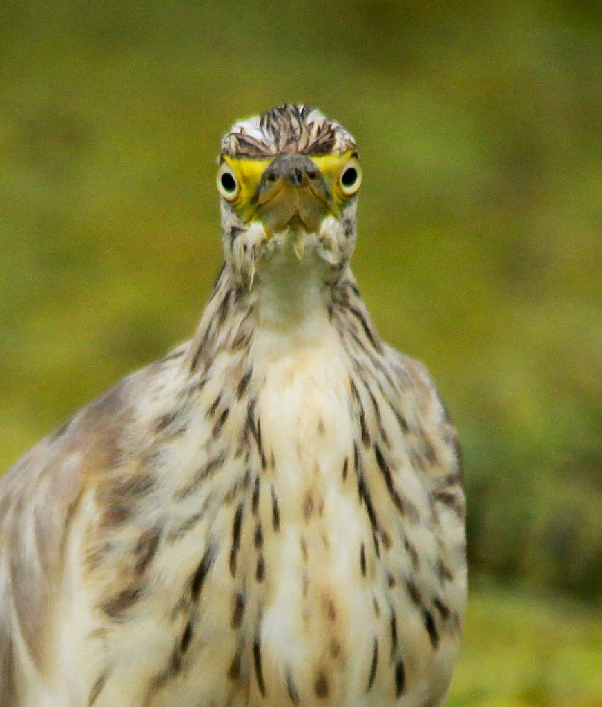 Üstökösgém (Ardeola ralloides)