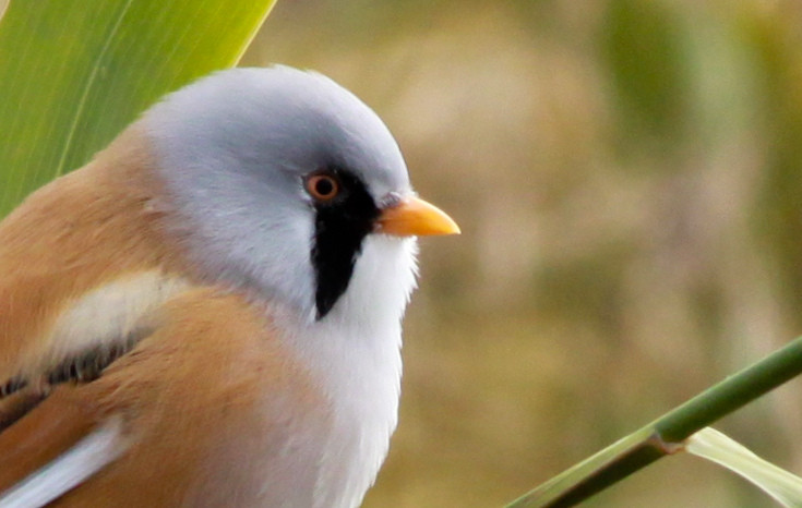 A cinegekirály - barkóscinege (Panurus biarmicus)