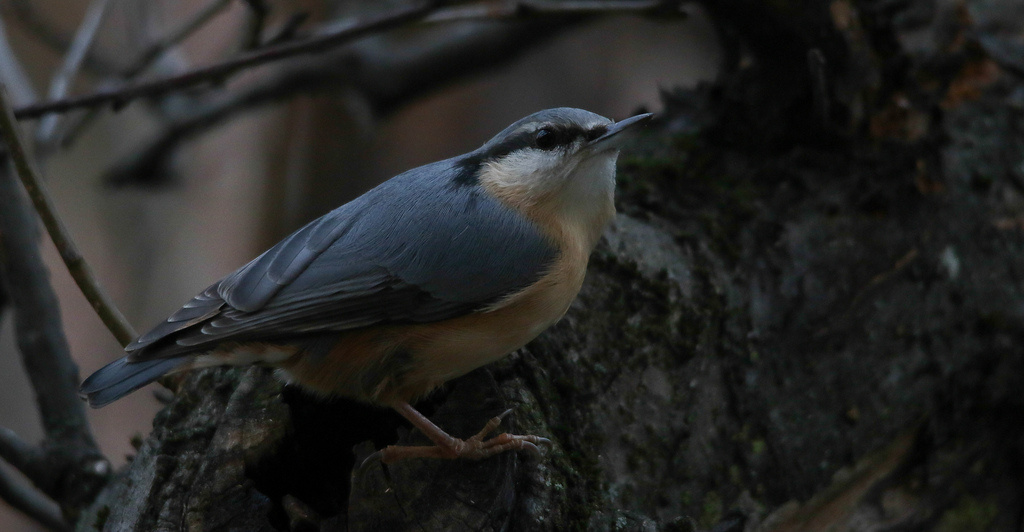 Csuszka (Sitta europaea)