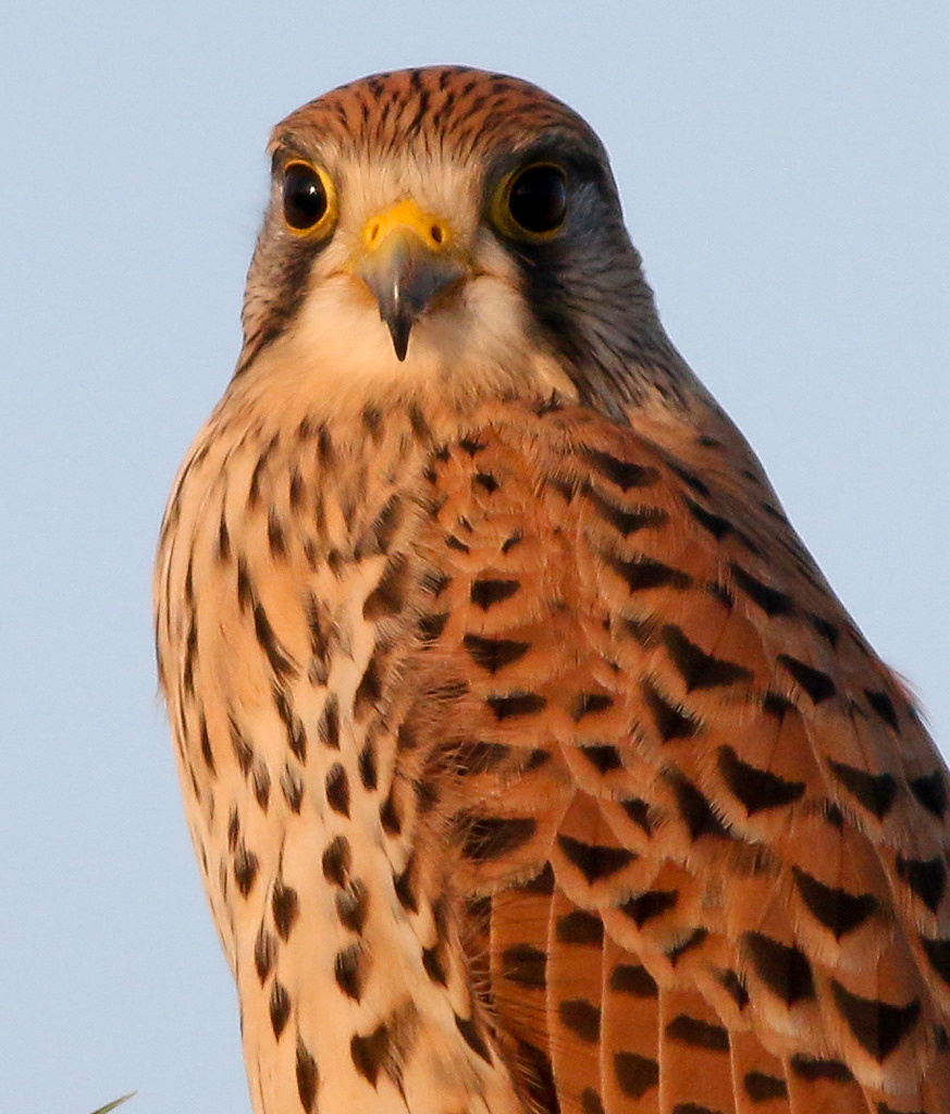 Vörös vércse (Falco tinnunculus) Common Kestrel