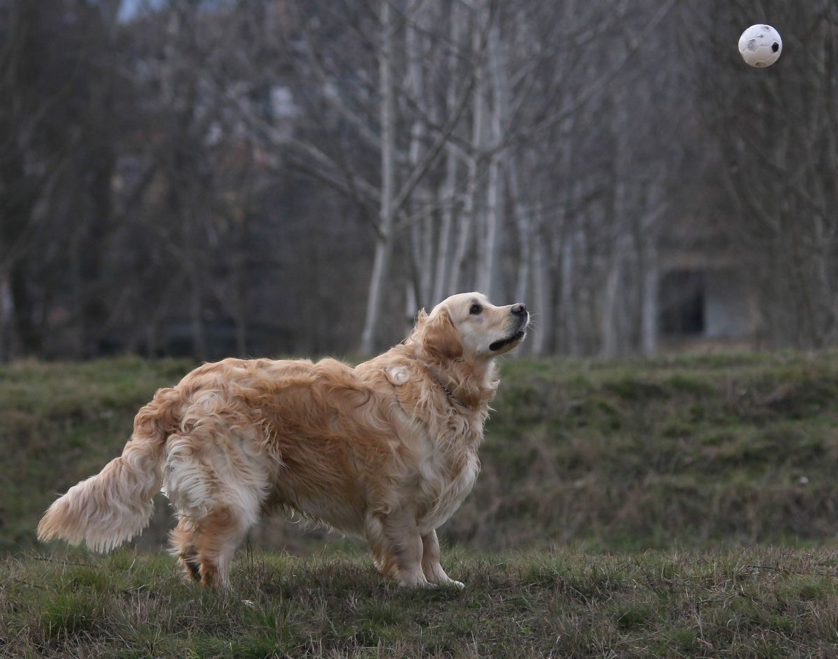 Kevin, golden retriever