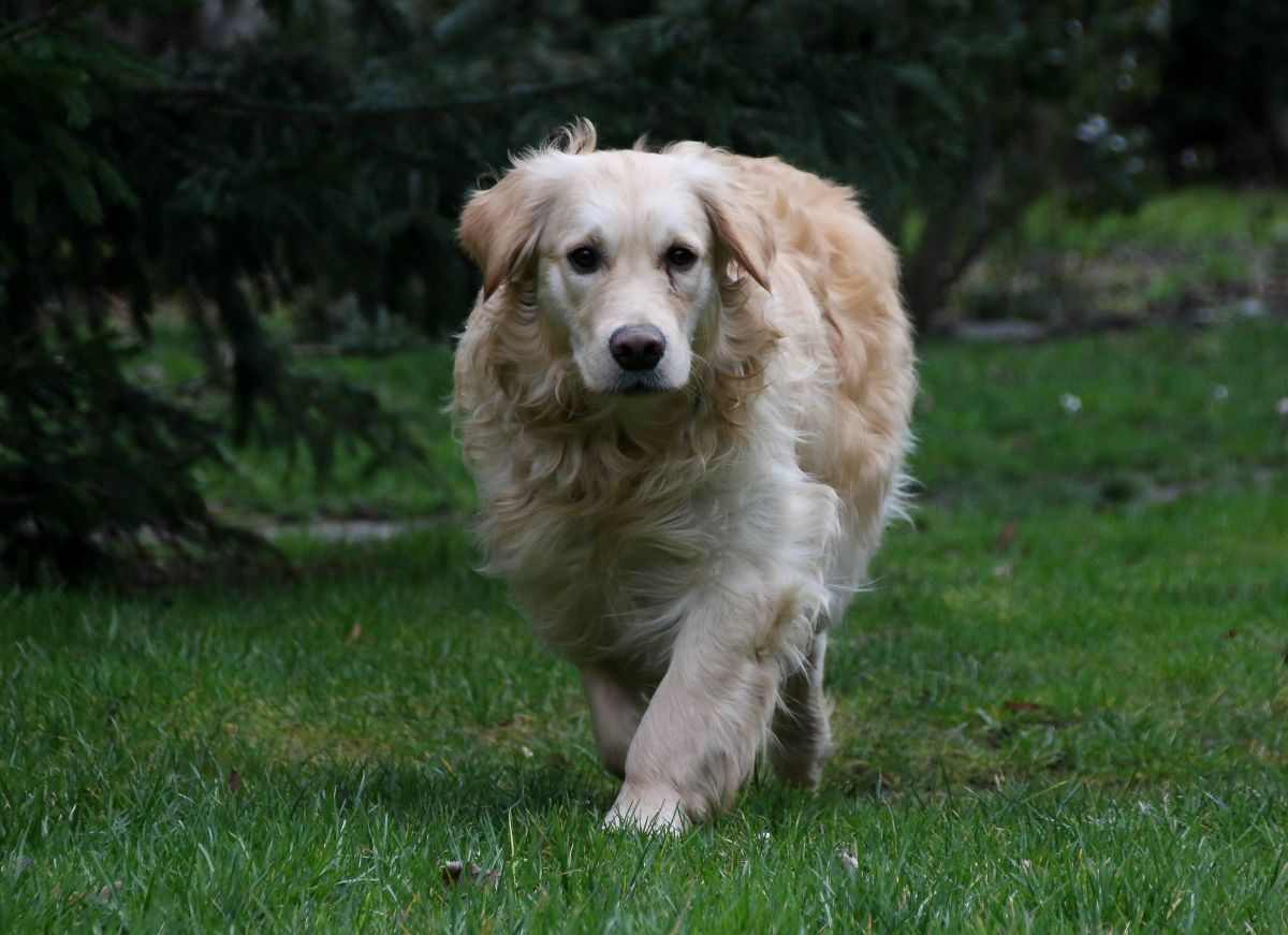 Kevin, golden retriever