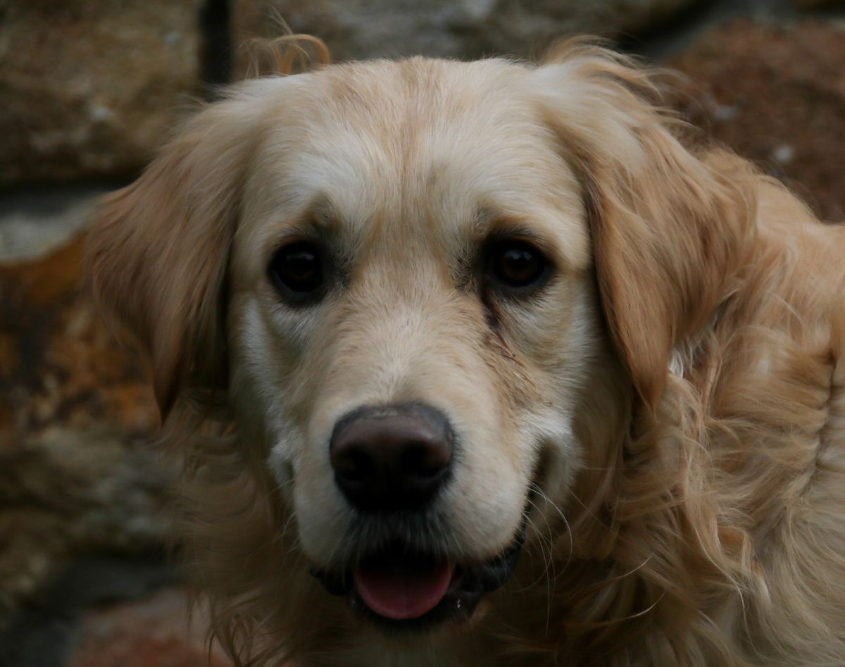 Kevin, golden retriever