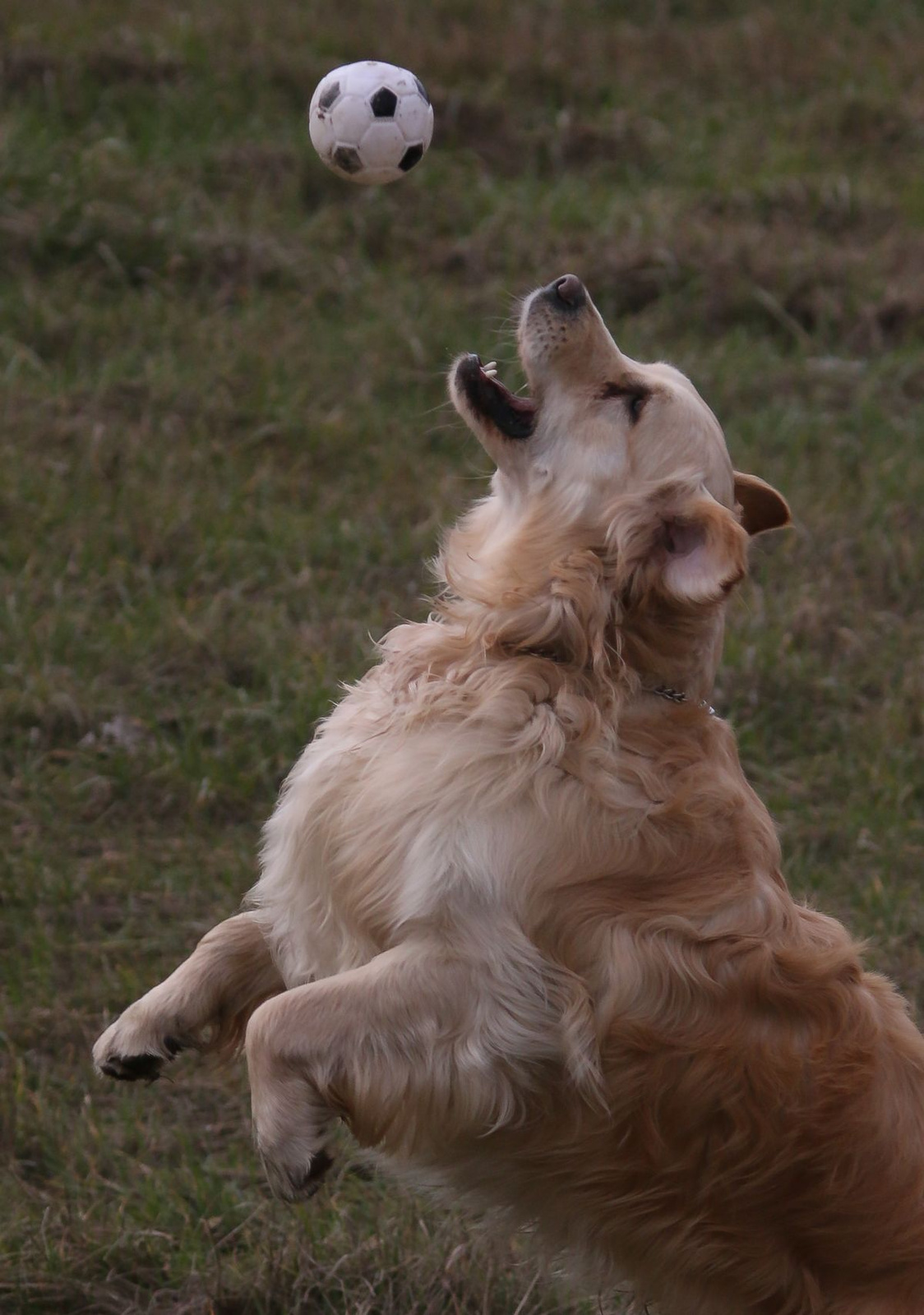 Kevin, golden retriever