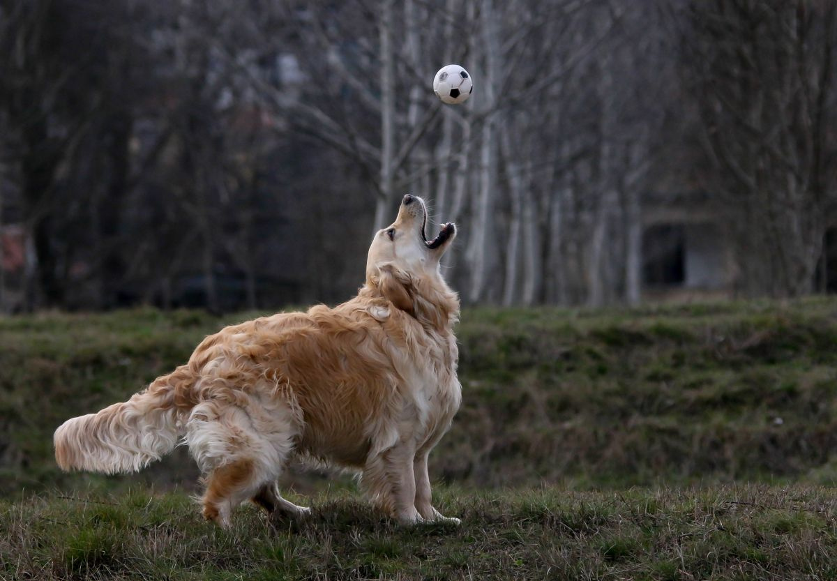 Kevin, golden retriever