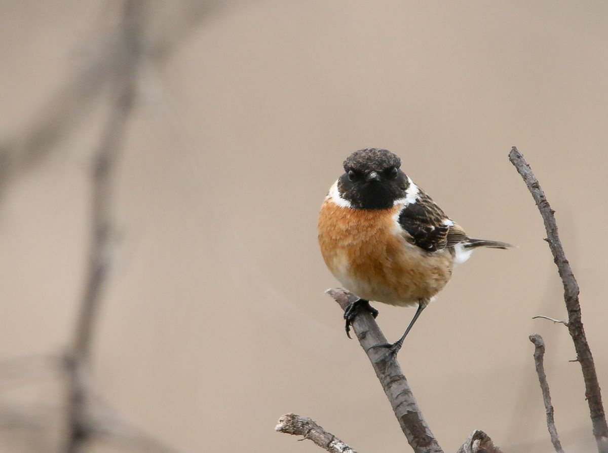 Cigánycsuk (Saxicola torquata)