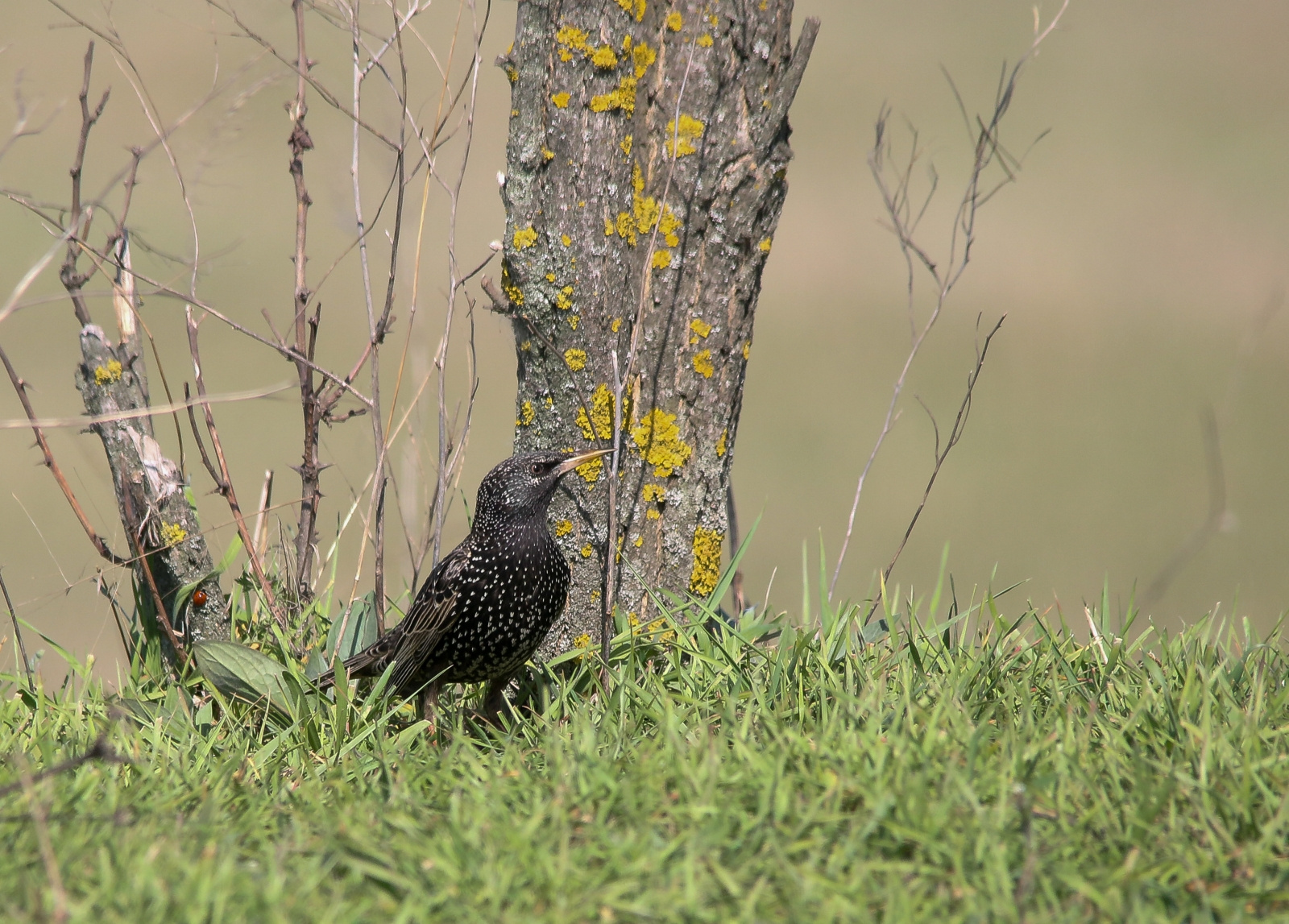 Common Starling Seregély Sturnus vulgaris 13410650243[H]