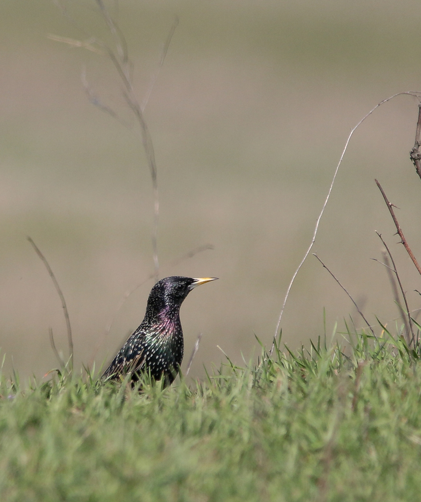 Common Starling Seregély Sturnus vulgaris 13410848654[H]