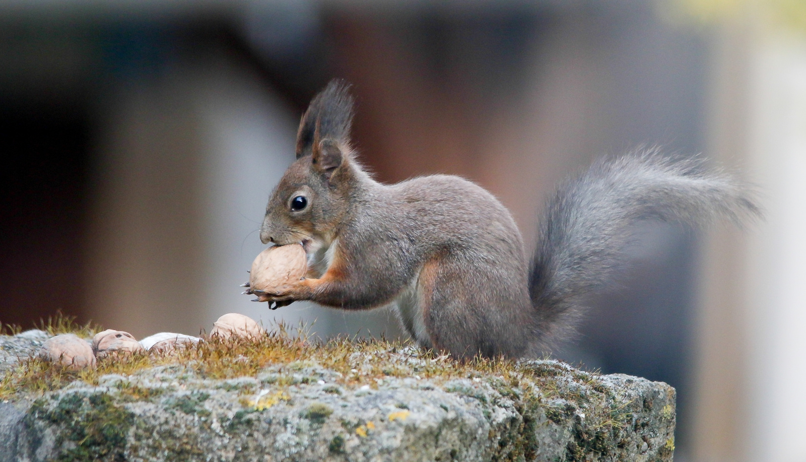 Eurasian red squirrel (Sciurus vulgaris) Európai mókus 136052821