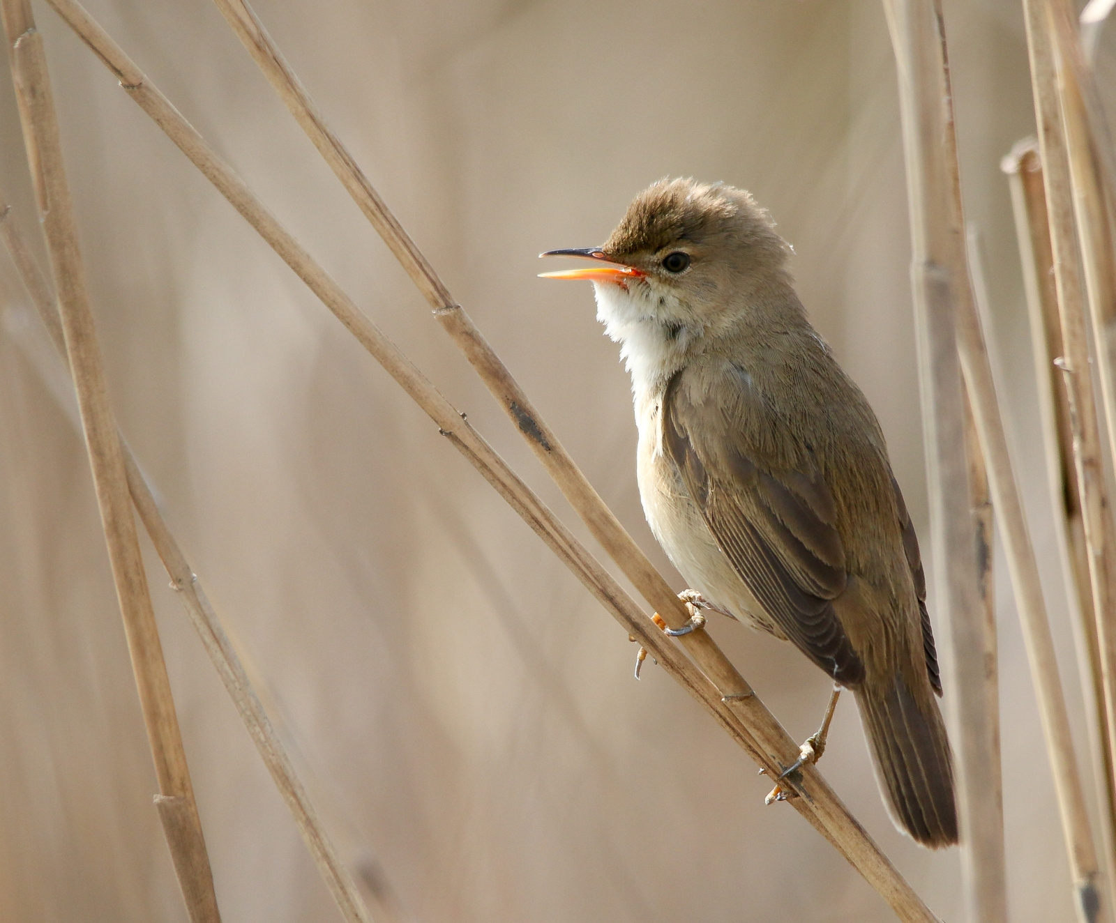 Eurasian Reed Warbler (Acrocephalus scirpaceus) Cserregõ nádipos