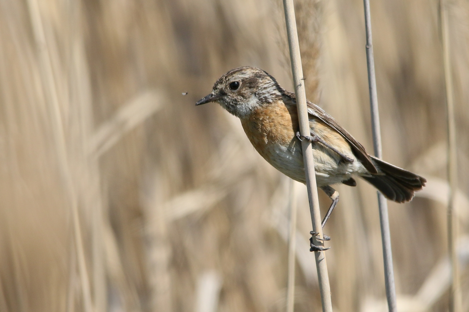 European Stonechat (Saxicola rubicola) Cigánycsuk 13955548892[H]