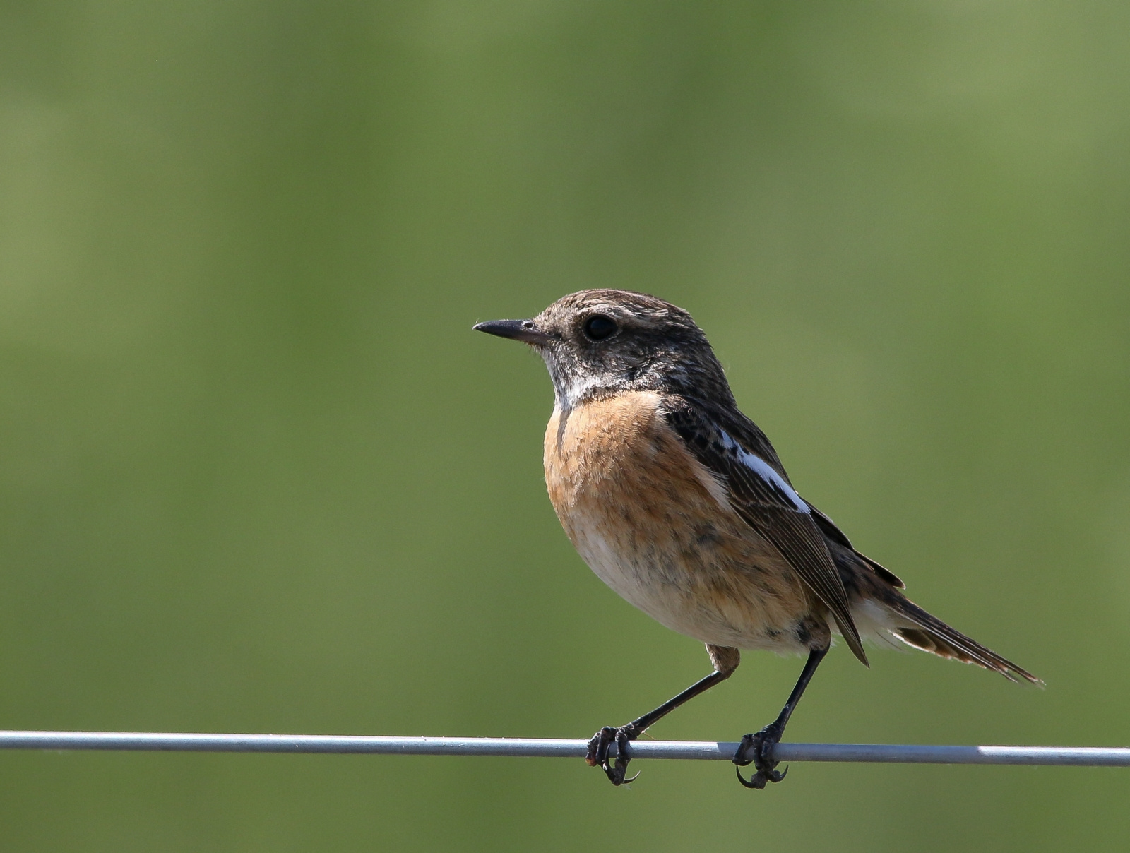 European Stonechat (Saxicola rubicola) Cigánycsuk 13955774172[H]