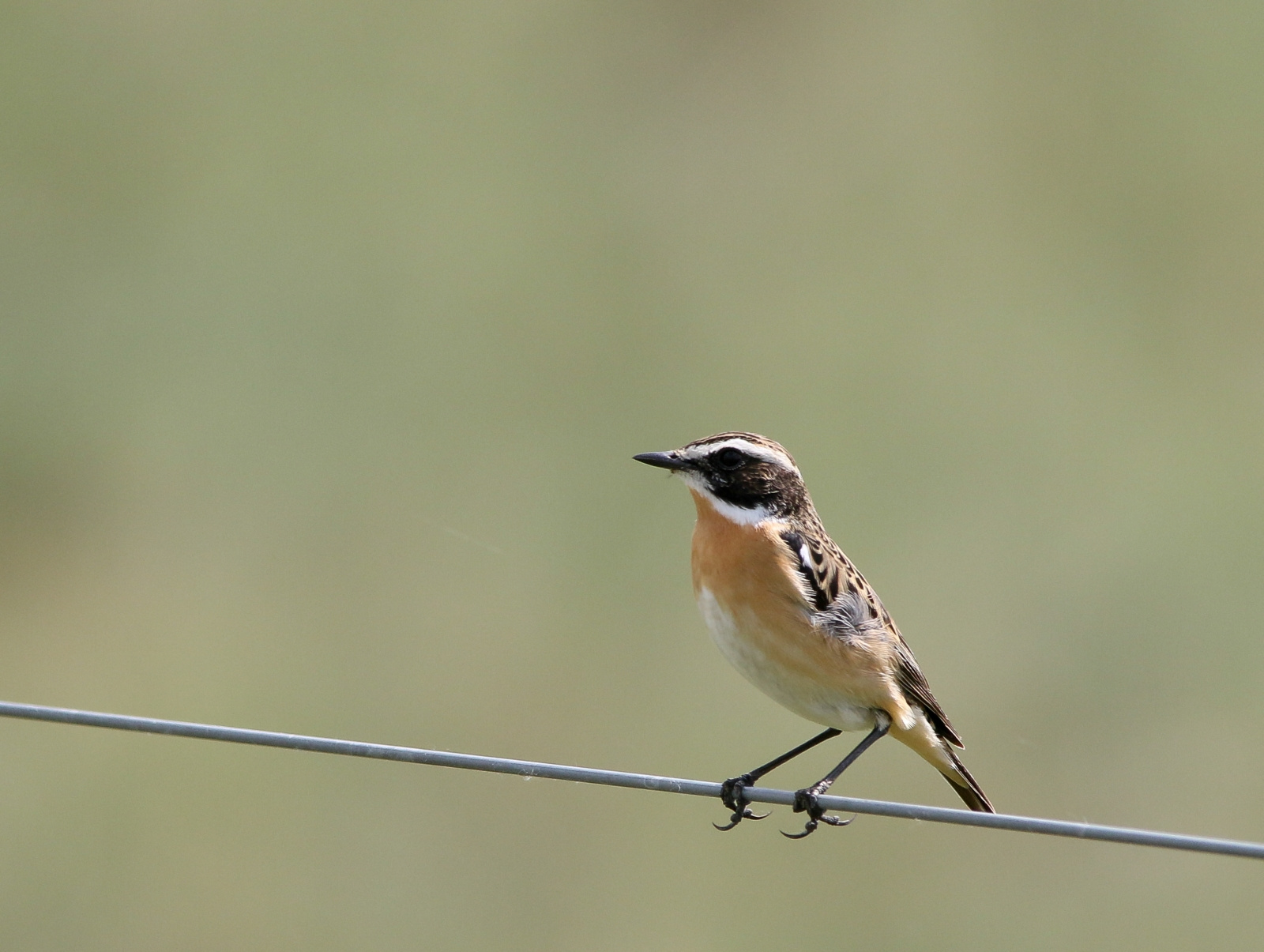 European Stonechat (Saxicola rubicola) Cigánycsuk 13959308764[H]