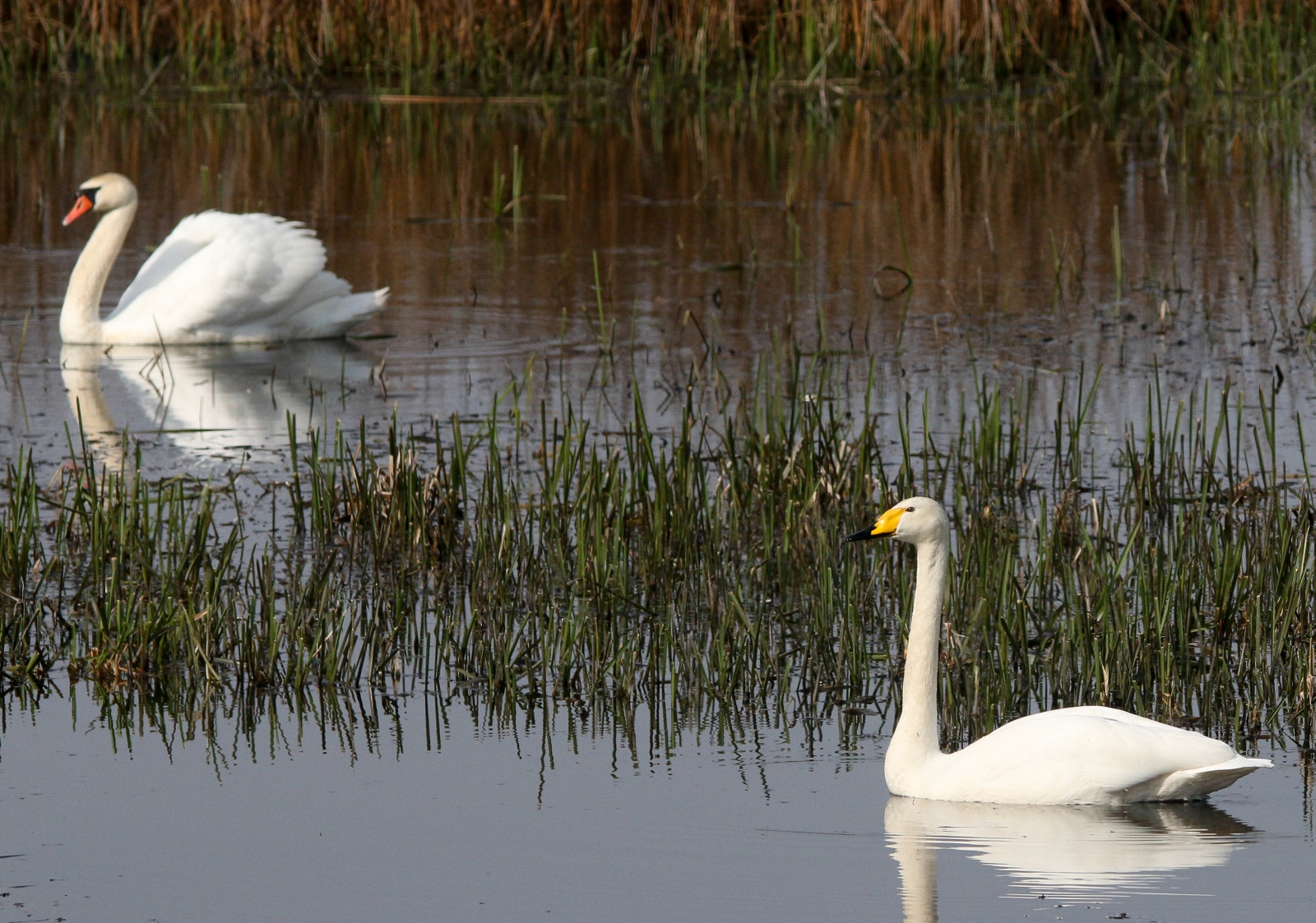 Mute Swan (Cygnus olor) Bütykös hattyú &amp; Whooper Swan (Cygnu