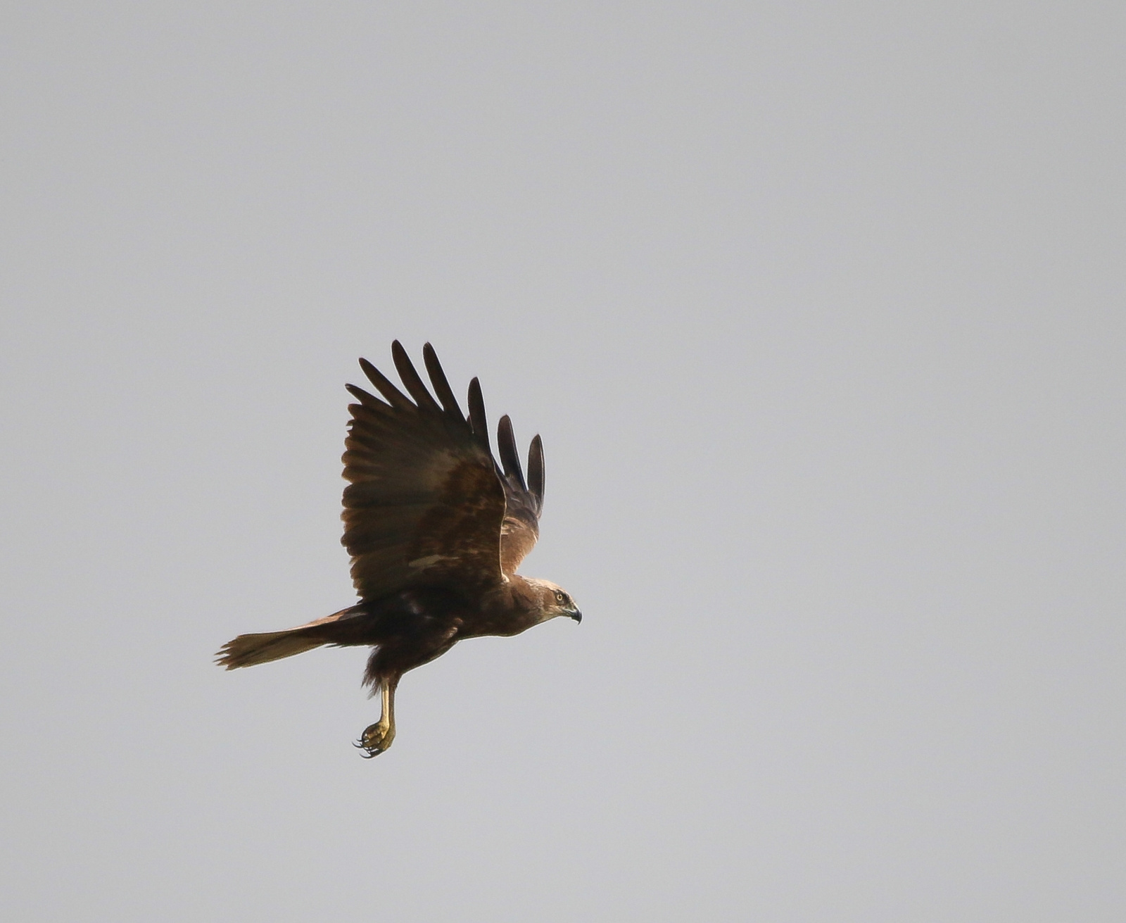 Western Marsh-harrier (Circus aeruginosus) Barna rétihéja 134101