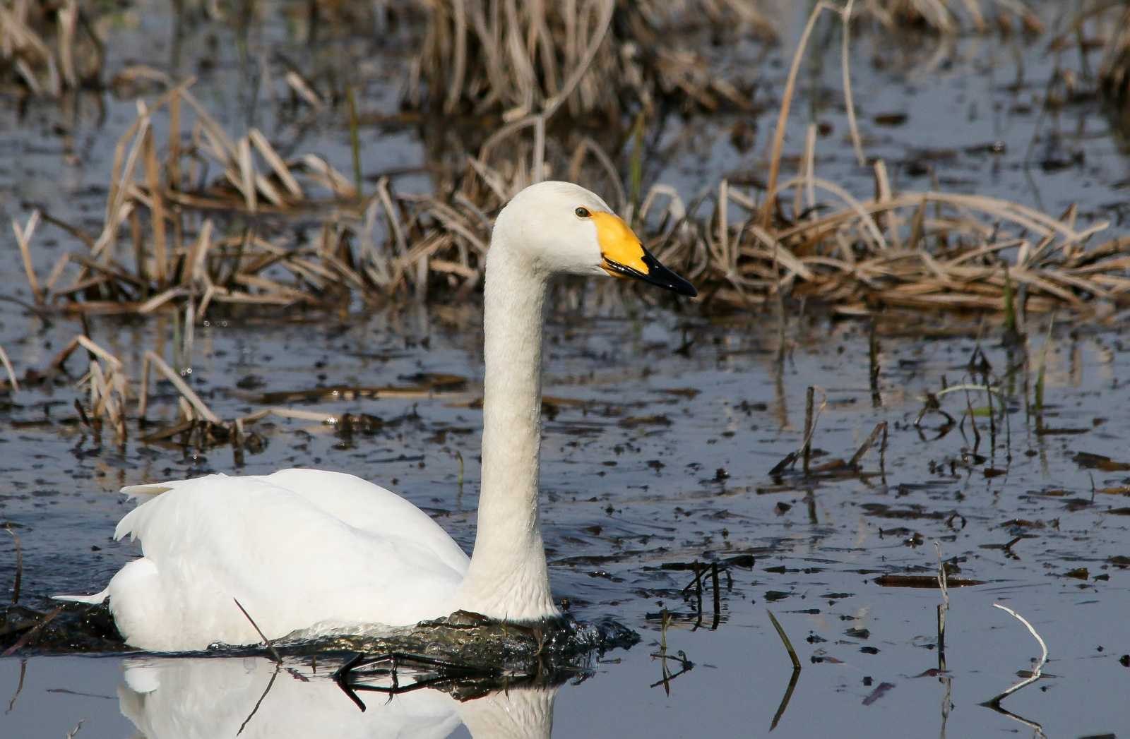 Whooper Swan (Cygnus cygnus) Énekes hattyú 13605361564[H]